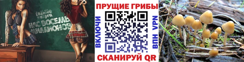 Галлюциногенные грибы Psilocybe  Бузулук 